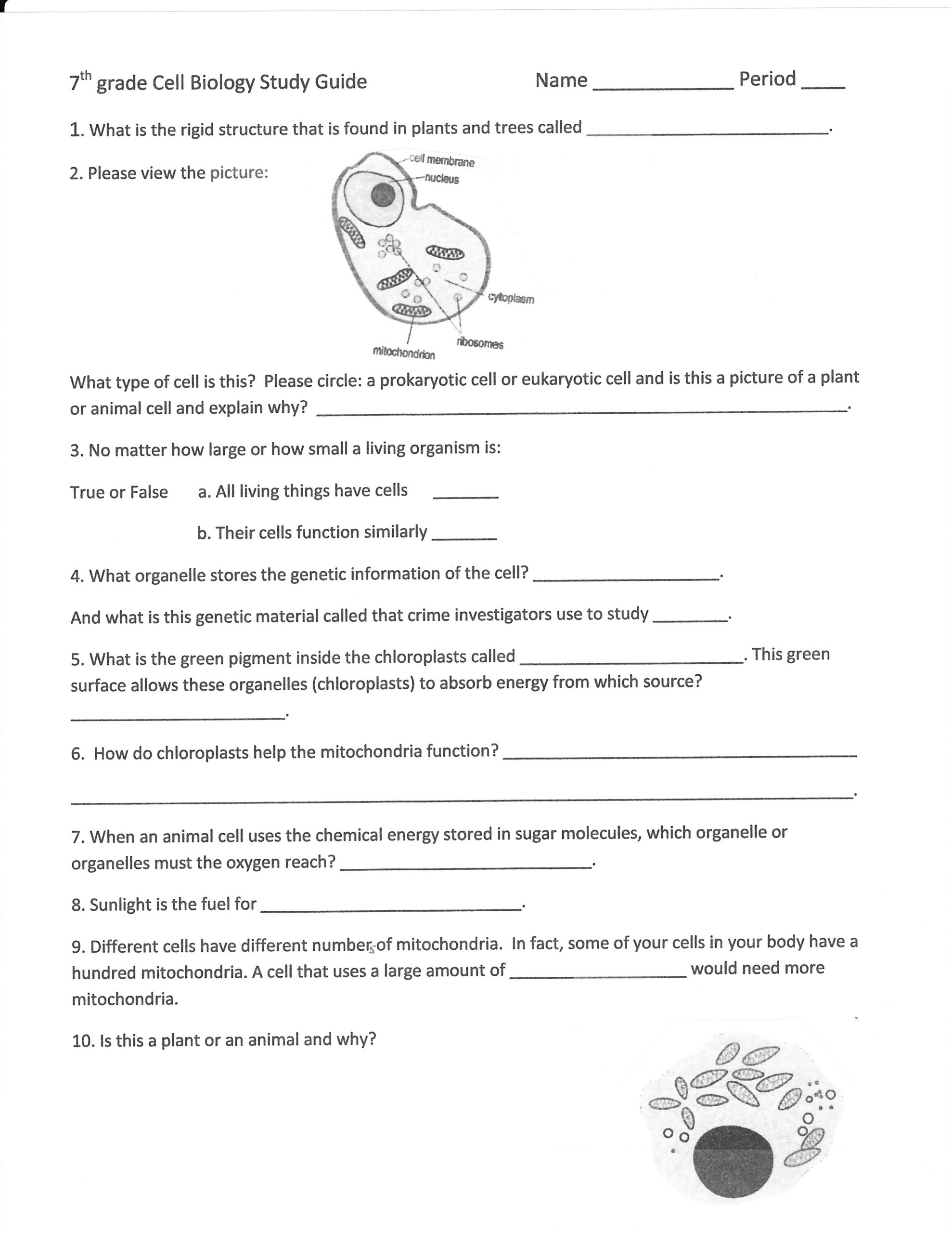 9Th Grade Science Worksheets Free Printable Forms Worksheets Diagrams