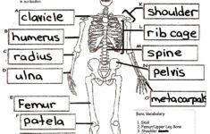 7 General The Skeletal System Worksheet Answers In 2020 Anatomy