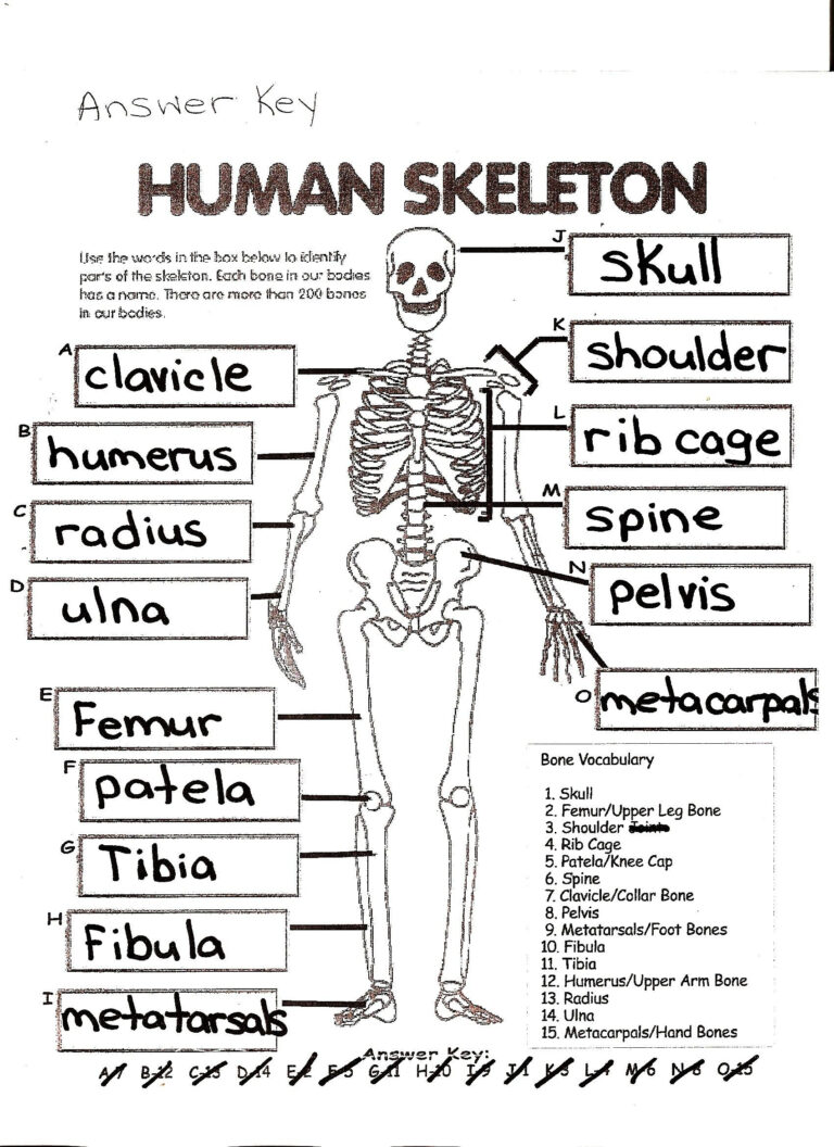 Anatomy And Physiology Printable Worksheets Peggy Worksheets