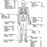 Anatomy And Physiology Printable Worksheets