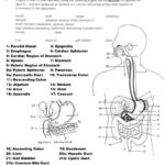 Anatomy And Physiology Printable Worksheets