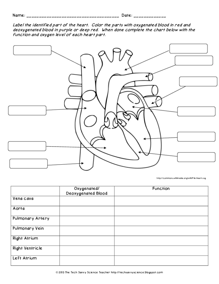 Anatomy And Physiology Printable Worksheets