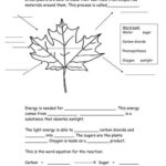 Free Printable Photosynthesis Worksheets