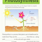 Free Printable Photosynthesis Worksheets