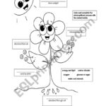 Free Printable Photosynthesis Worksheets