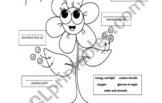Photosynthesis ESL Worksheet By Karenlore29