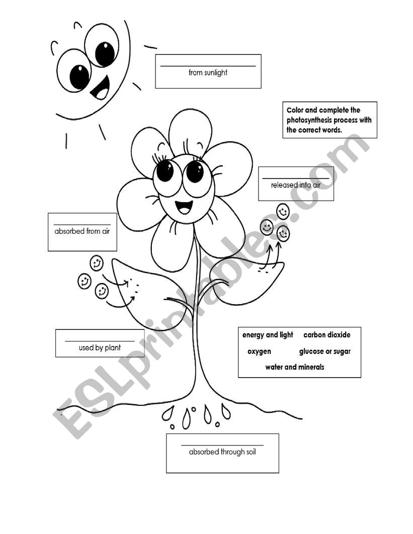 Photosynthesis ESL Worksheet By Karenlore29