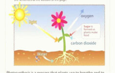 free printable photosynthesis worksheets Math Photosynthesis Model For Kids Photosynthesis Game Photosynthesis
