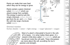 Photosynthesis Worksheets Printable Pdf Download