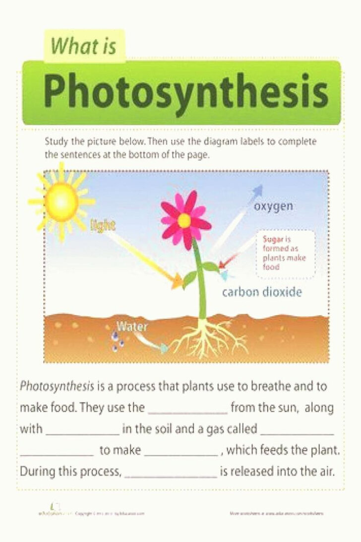 Free Printable Photosynthesis Worksheets