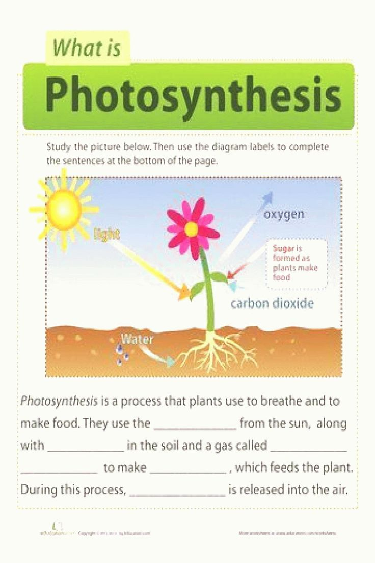 free-printable-photosynthesis-worksheets-peggy-worksheets