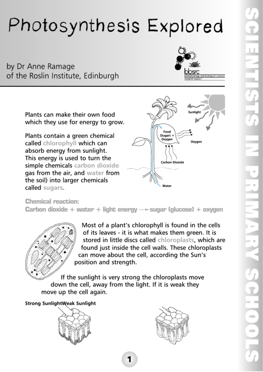 Photosynthesis Worksheets Printable Pdf Download