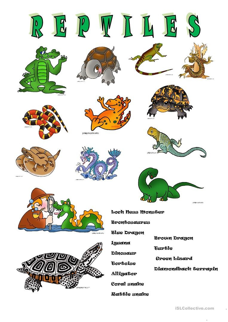 Free Printable Reptile Worksheets | Peggy Worksheets