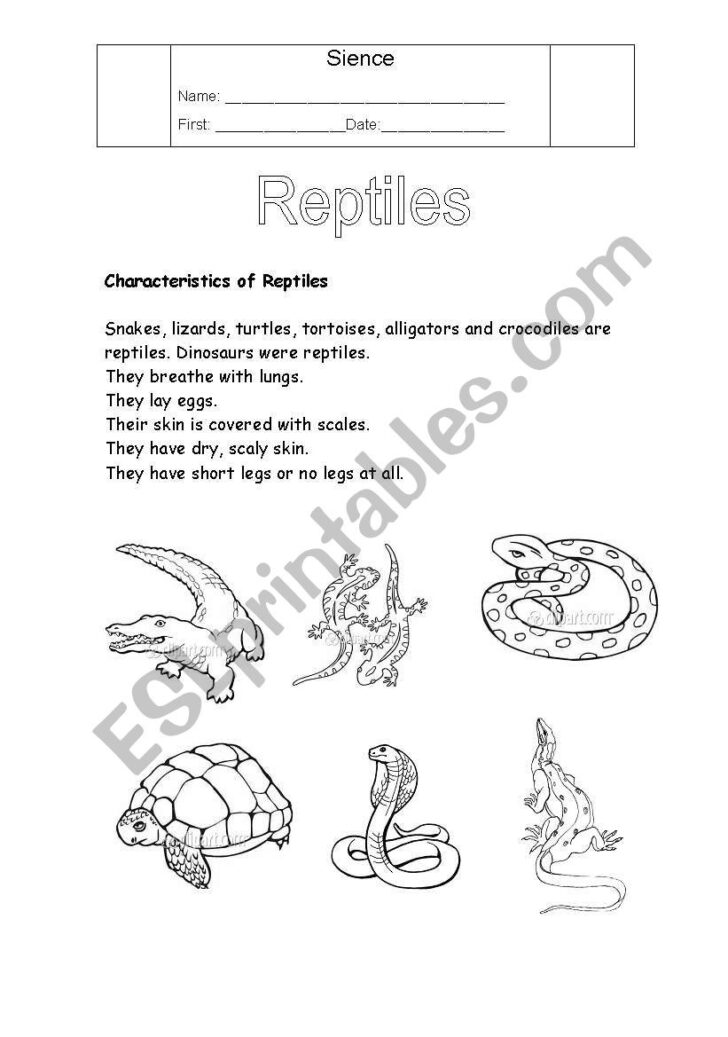 Free Printable Reptile Worksheets Peggy Worksheets