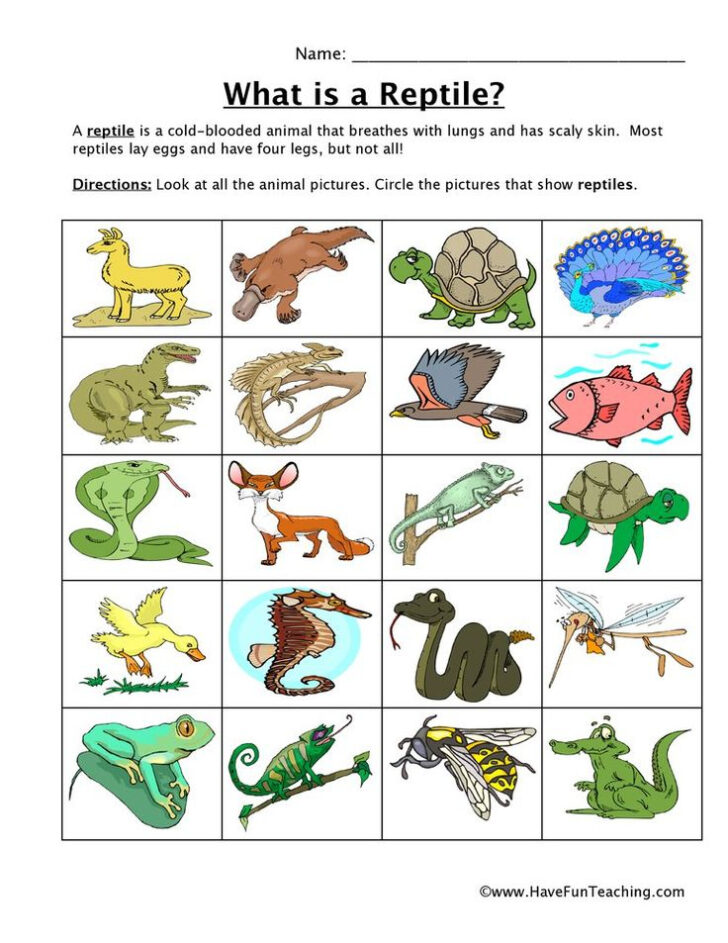 Free Printable Reptile Worksheets