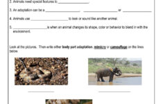 free printable worksheets animal adaptations Animal Adaptation Interactive Worksheet