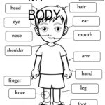 Free Printable Worksheets Kindergarten Body Parts