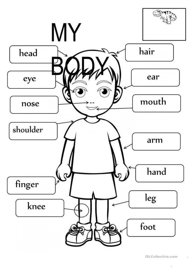 Free Printable Worksheets Kindergarten Body Parts | Peggy Worksheets