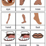 Free Printable Worksheets Kindergarten Body Parts