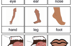 free printable worksheets preschool body parts Free Printable Body Parts Flashcards Free Printable For Learning