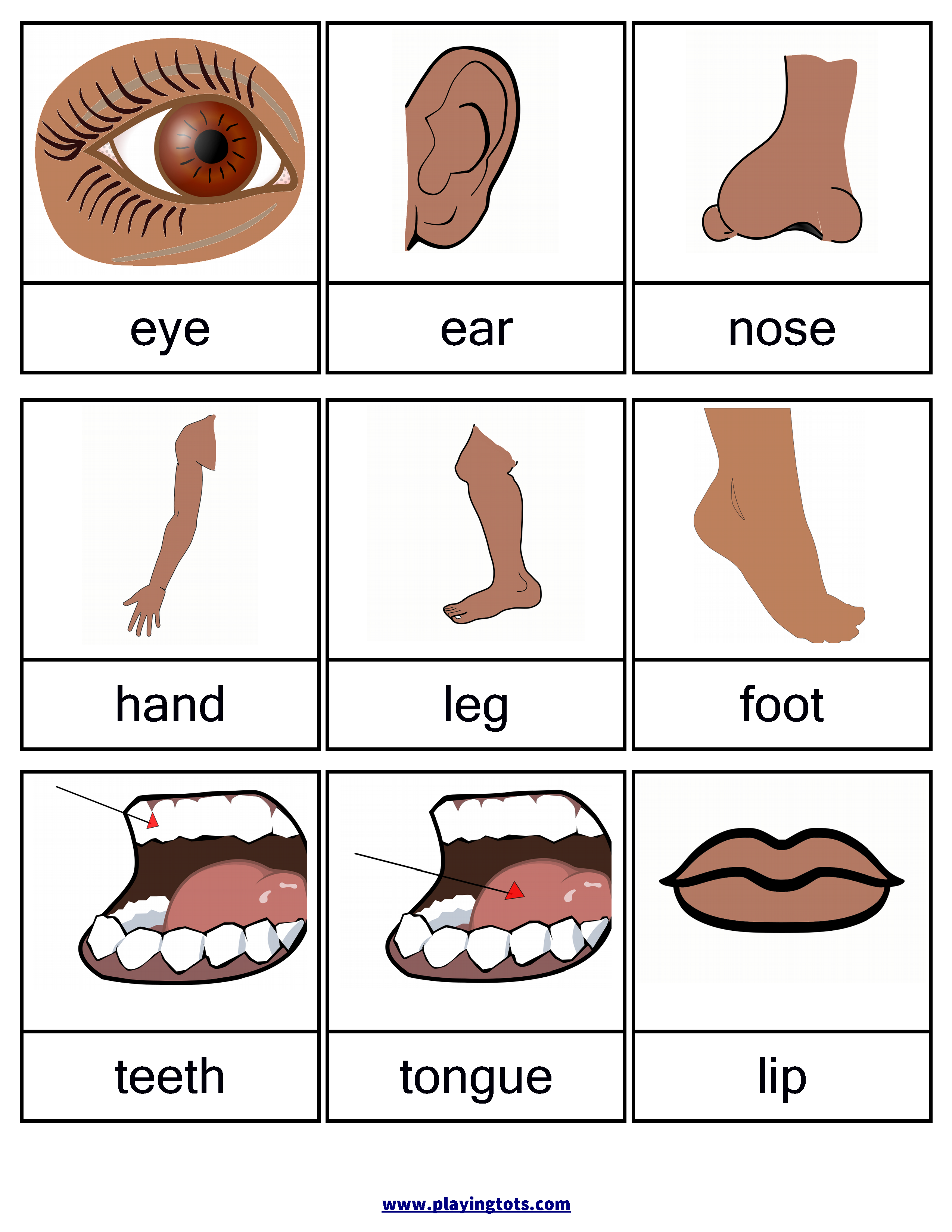 Free Printable Body Parts Flashcards Free Printable For Learning 