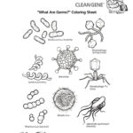 Germs Worksheets Printables