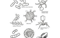 Germs Worksheets For Kindergarten K 5 Hand Hygiene Lesson Plans And