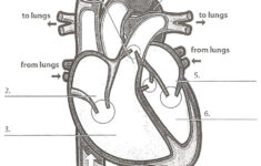 heart diagram printable worksheet 1 Heart Diagram Printable Worksheet Printable Worksheets