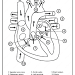Heart Diagram Printable Worksheet