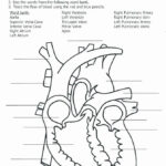 Heart Diagram Printable Worksheet