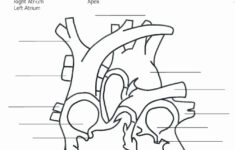 Printable Heart Diagram Fun Biology Worksheets Free Circulatory System