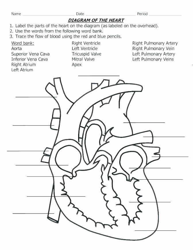 Printable Heart Diagram Fun Biology Worksheets Free Circulatory System 