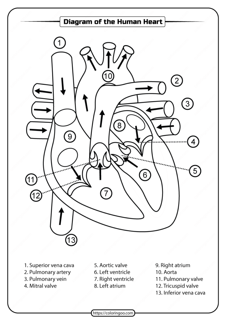 Heart Diagram Printable Worksheet | Peggy Worksheets