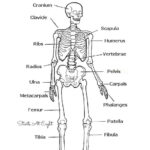 Human Skeleton Printable Worksheet