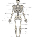 Human Skeleton Printable Worksheet