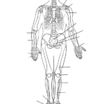 Human Skeleton Printable Worksheet