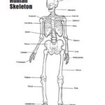 Human Skeleton Printable Worksheet