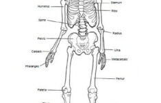 Human Skeleton Printable Worksheet Printable Worksheets