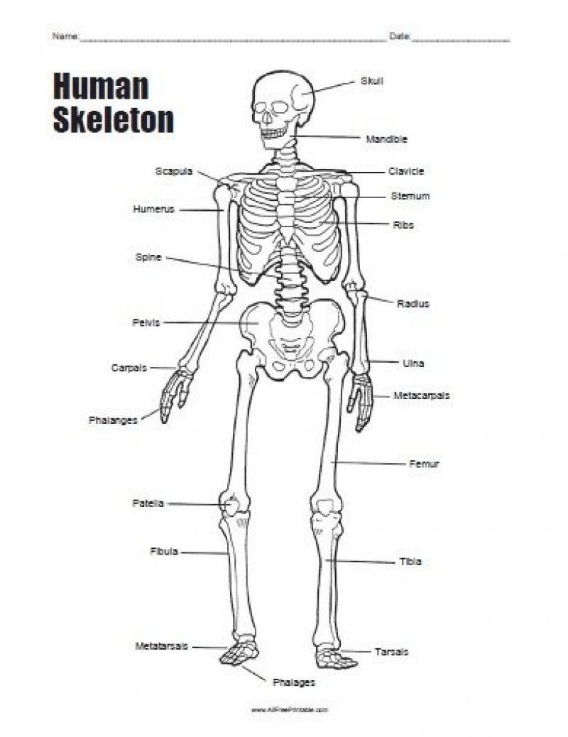 Human Skeleton Printable Worksheet Printable Worksheets