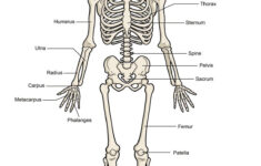 Skeletal System Worksheet Pdf Diagram Human Skeleton Labeled Printable