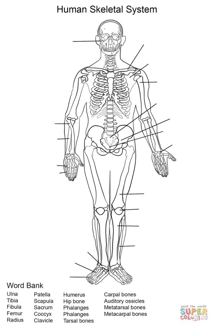 Human Skeleton Printable Worksheet | Peggy Worksheets