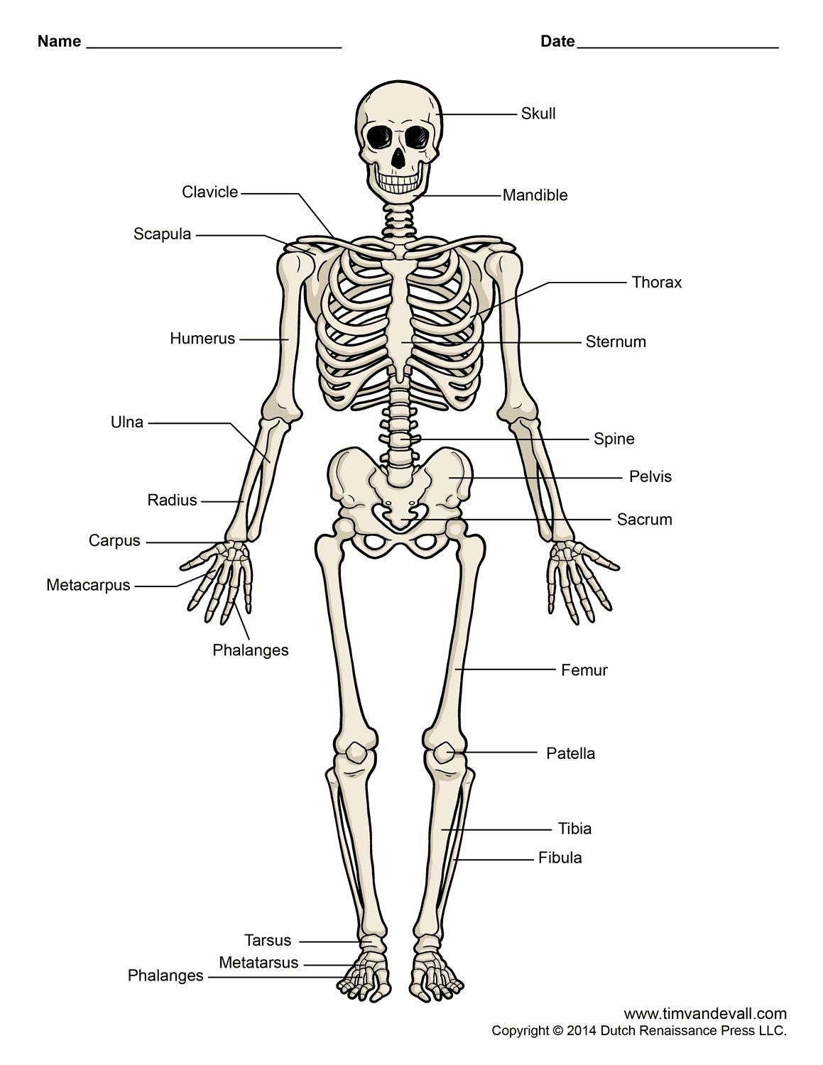 Skeletal System Worksheet Pdf Diagram Human Skeleton Labeled Printable 