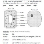 Ks3 Science Revision Worksheets Printable