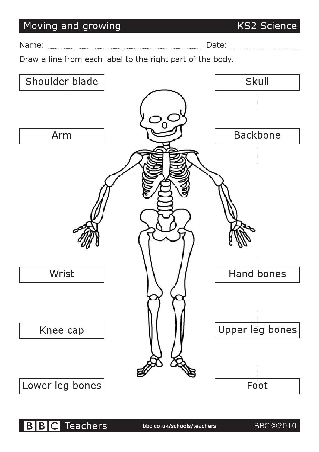 Bbc Teachers Ks2 Science Worksheet Moving And Growing By Consuelo 