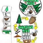 Free Life Cycle Of A Christmas Tree Worksheet In Life Cycle Of A Christmas Tree Worksheets