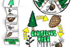 Free Life Cycle Of A Christmas Tree Worksheet in Life Cycle of a Christmas Tree Worksheets