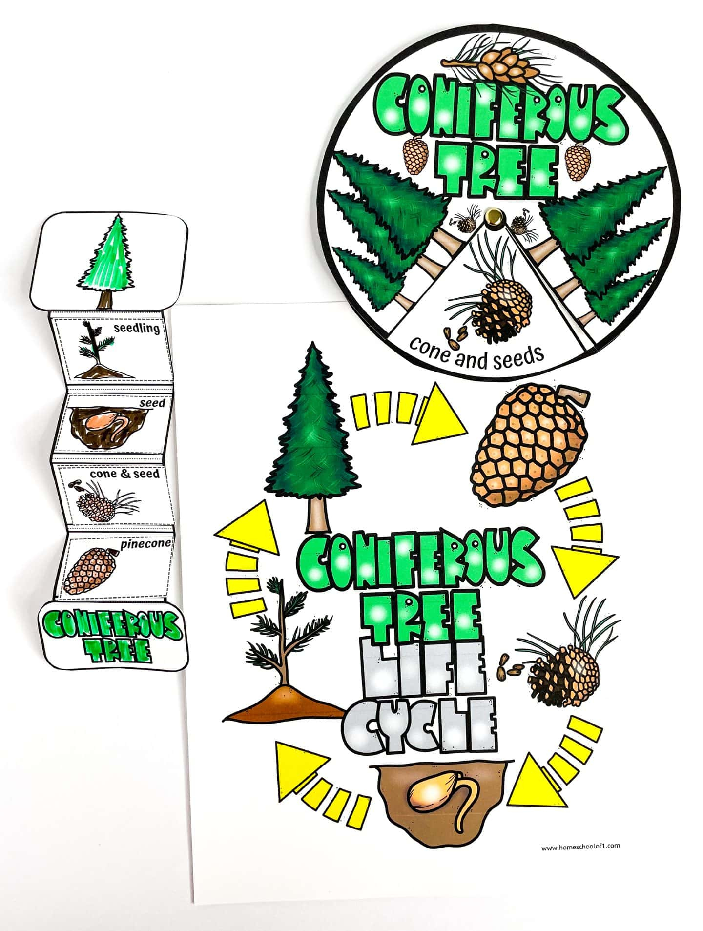 Free Life Cycle Of A Christmas Tree Worksheet in Life Cycle of a Christmas Tree Worksheets