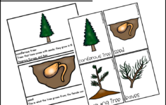 Life Cycle Of A Christmas Tree Activities, Worksheets, Booklet within Life Cycle Of A Christmas Tree Worksheets