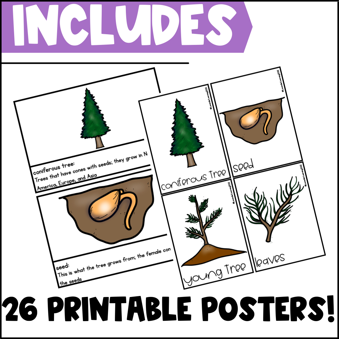 Life Cycle Of A Christmas Tree Activities, Worksheets, Booklet within Life Cycle Of A Christmas Tree Worksheets