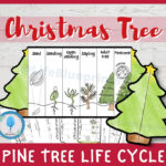 Pine Tree Life Cycle Foldable Templates | Christmas Tree Life Throughout Life Cycle Of A Christmas Tree Worksheets